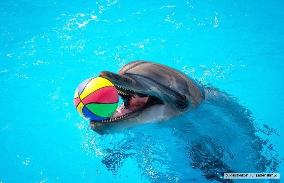 Dolphin Show and Swimming with Dolphins